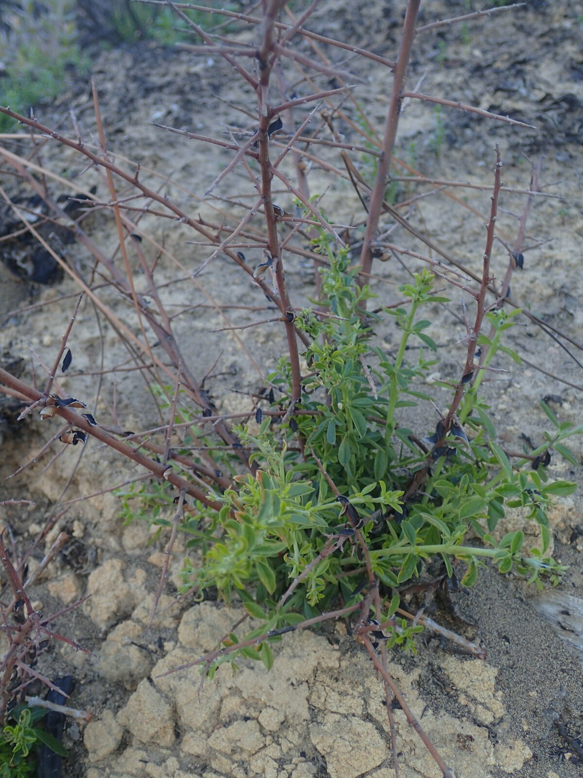 High Resolution Pickeringia montana Shoot